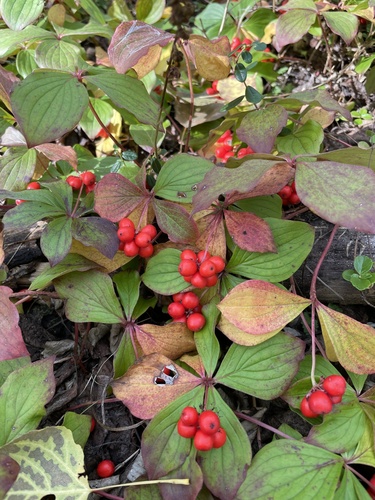 Western Bunchberry