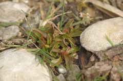 Myosotis rehsteineri
