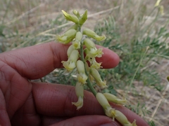 Astragalus collinus
