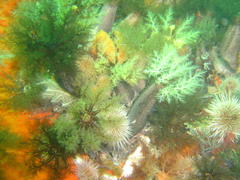 Pentacta doliolum