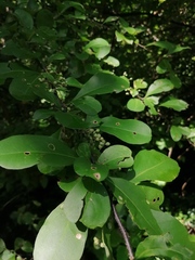 Achatocarpus oaxacanus