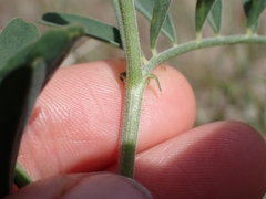Astragalus collinus