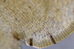 Distromium flabellatum