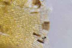 Distromium flabellatum