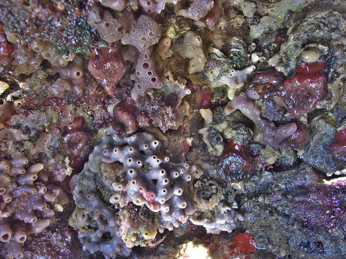 Mermaid's Glove, photo 5 of 7