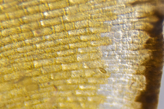 Distromium flabellatum