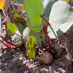 Protea cordata