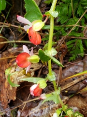 Begonia bulbillifera