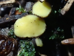 Podophacidium xanthomelum