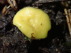 Podophacidium xanthomelum