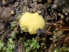 Podophacidium xanthomelum
