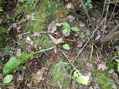 Podophacidium xanthomelum