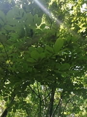 Piscidia carthagenensis