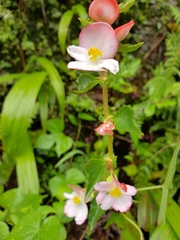 Begonia bulbillifera