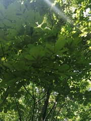 Piscidia carthagenensis