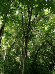 Piscidia carthagenensis