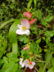 Begonia bulbillifera