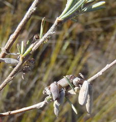 Indigofera flabellata