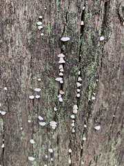 Panellus luxfilamentus