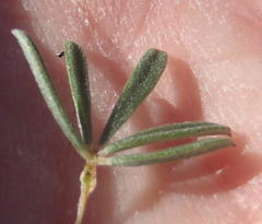 Indigofera flabellata