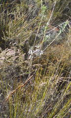 Indigofera flabellata