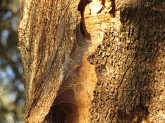 Albizia adianthifolia adianthifolia