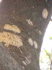 Albizia adianthifolia adianthifolia