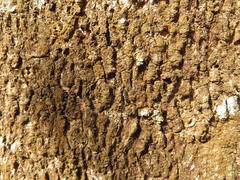 Albizia adianthifolia adianthifolia