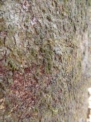 Albizia adianthifolia adianthifolia