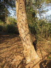 Albizia adianthifolia adianthifolia