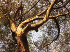 Albizia adianthifolia adianthifolia