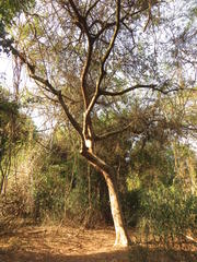 Albizia adianthifolia adianthifolia