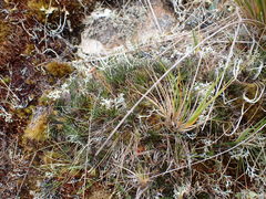 Celmisia laricifolia