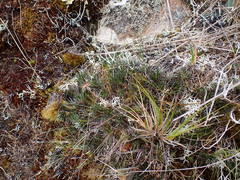 Celmisia laricifolia