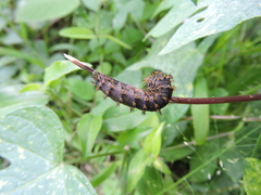 Lepidoptera