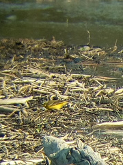 Motacilla flava flava