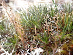 Celmisia laricifolia
