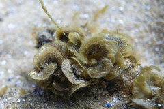 Distromium flabellatum