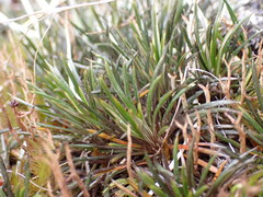 Celmisia laricifolia