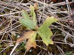 Ranunculus verticillatus