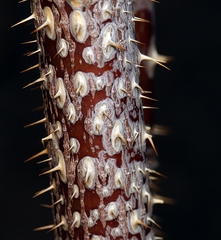 Rosa woodsii gratissima