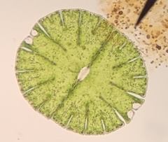 Micrasterias thomasiana