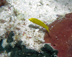 Halichoeres chrysus