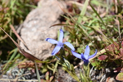 Gentianopsis barbellata