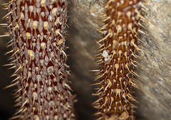 Rosa woodsii gratissima