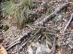 Anisotome aromatica aromatica