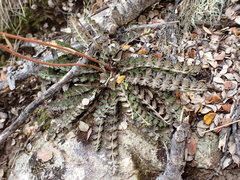 Anisotome aromatica aromatica
