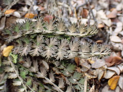 Anisotome aromatica aromatica