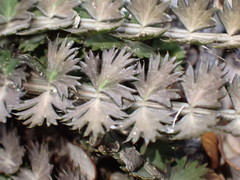Anisotome aromatica aromatica