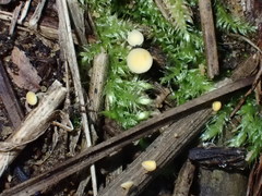 Crocicreas coronatum